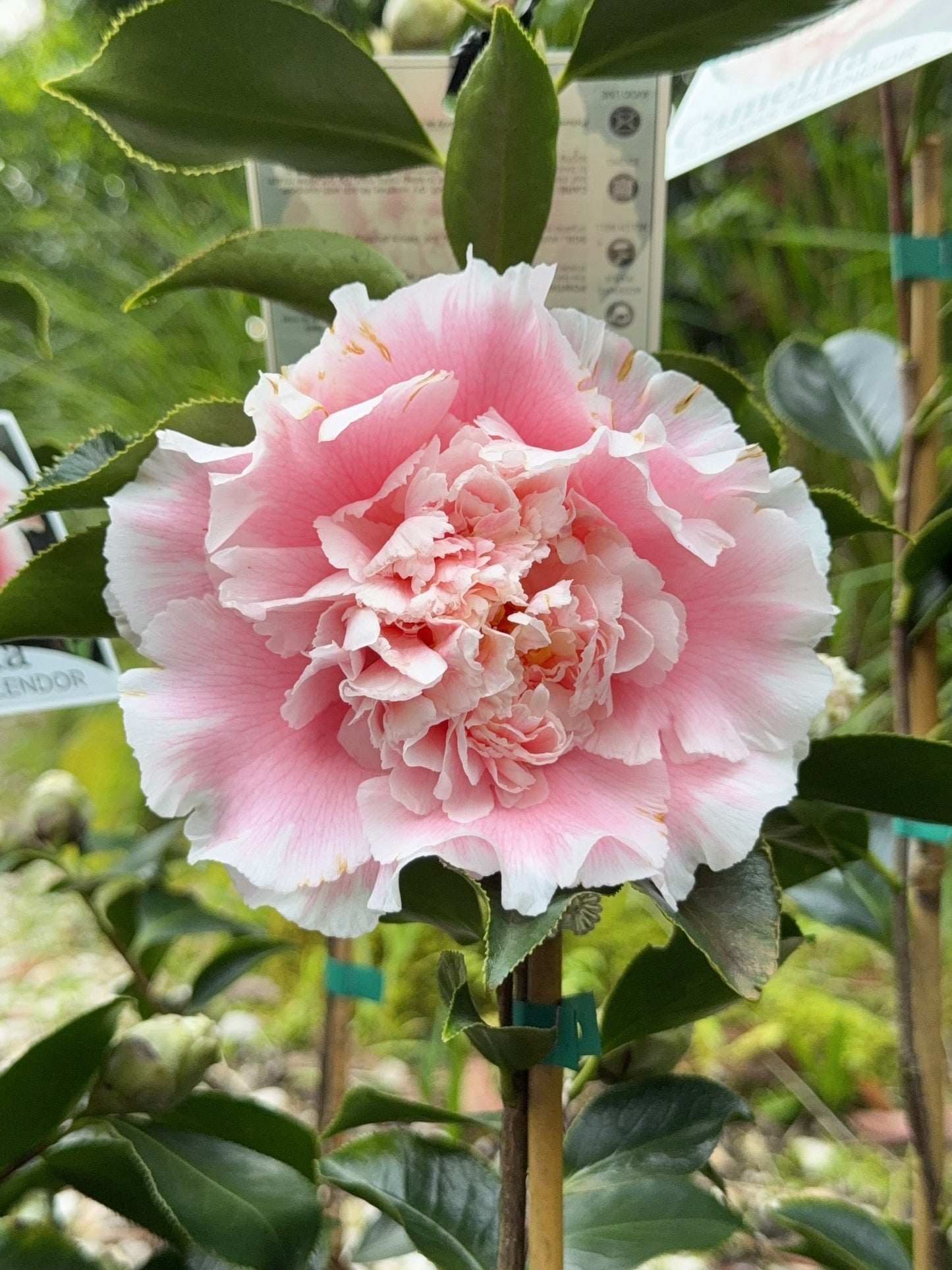 Camellia Elegans Splandor