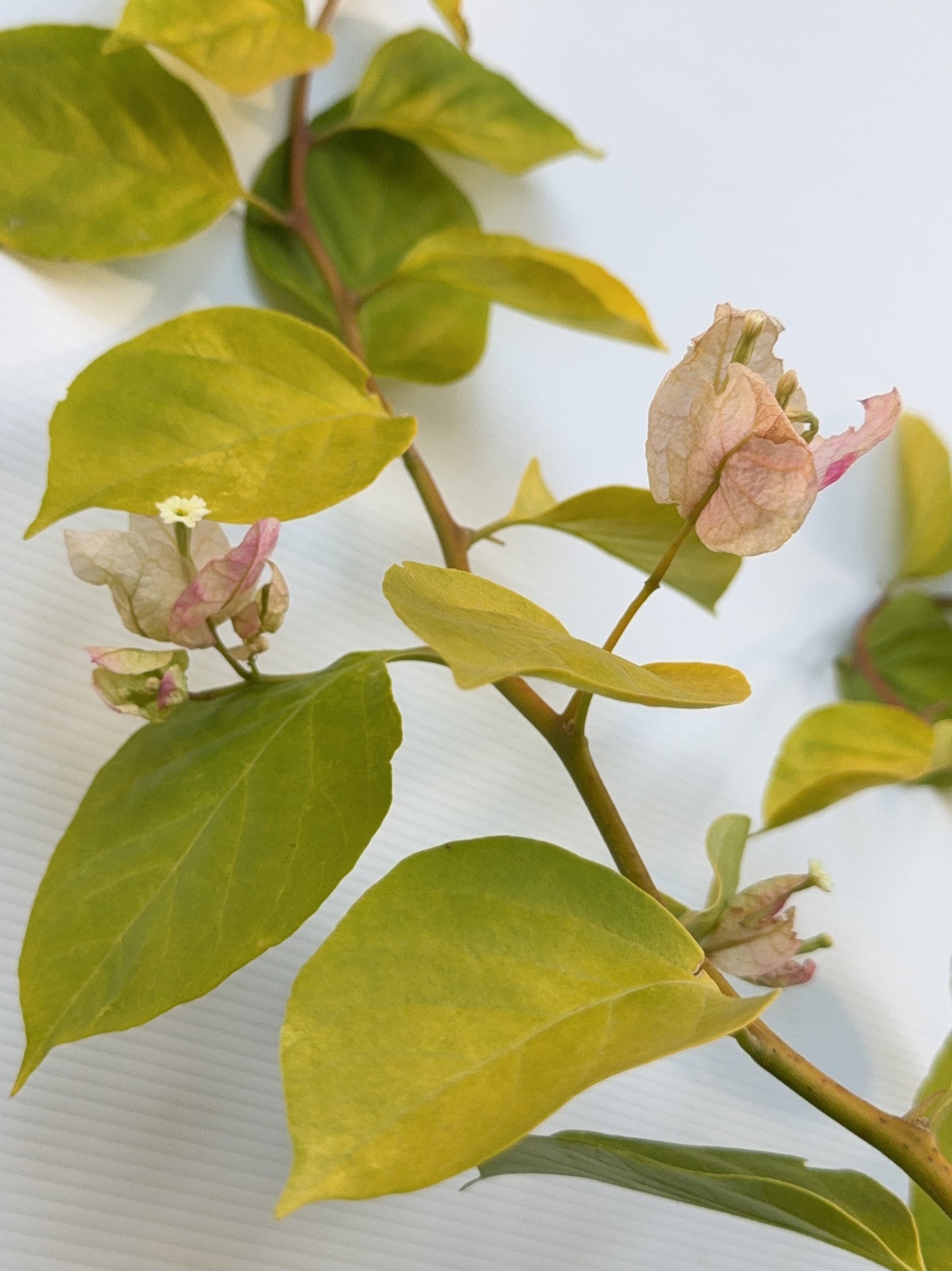 Bougainvillea Golden  Ice Cream
