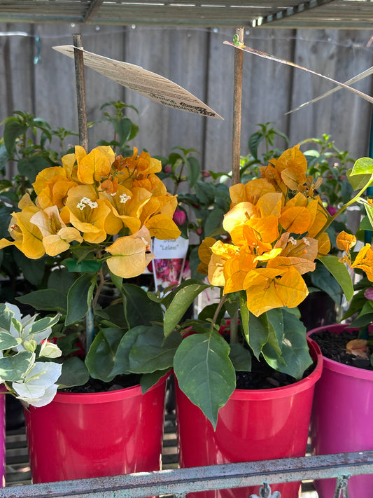 bougainvillea Hawaiian Gold