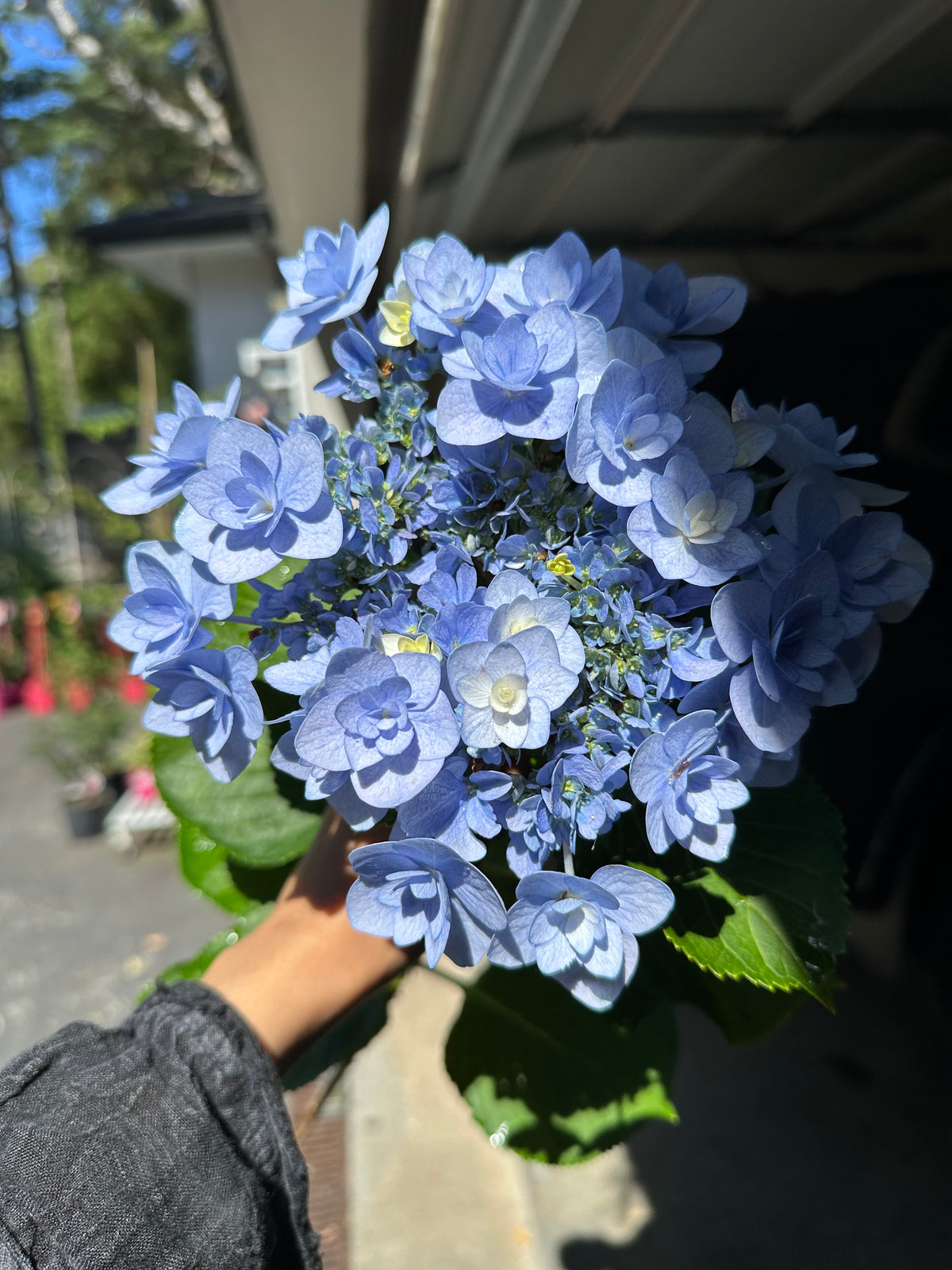 Hydrangea You & Me Forever