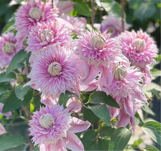 Clematis Josephine