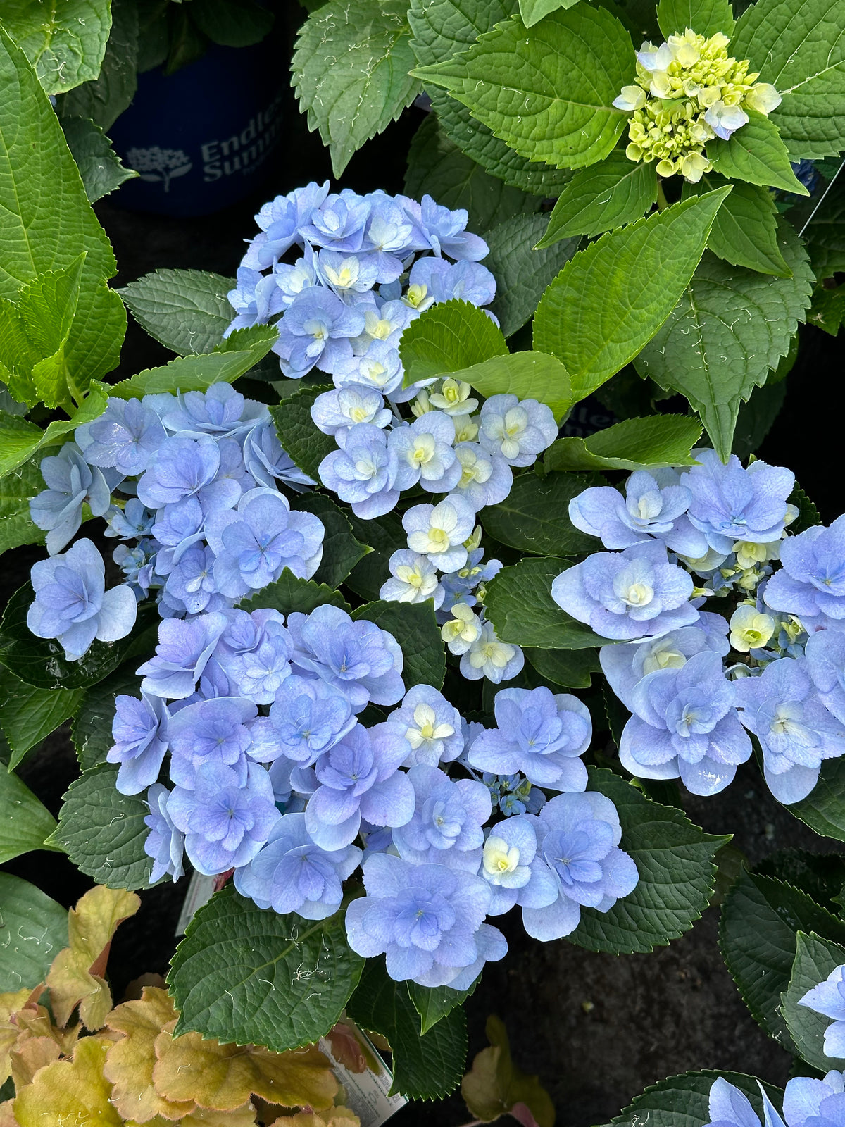 Hydrangea You & Me Forever