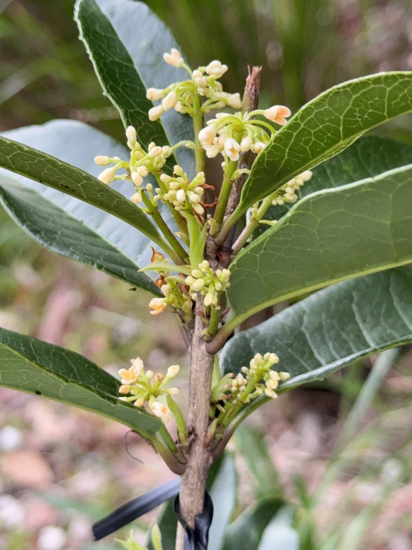 Osmanthus Fragrans