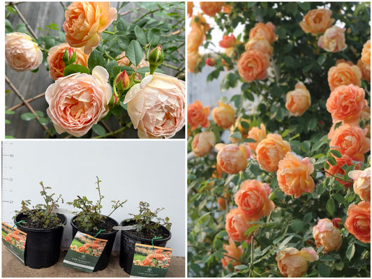 Rose Lady of Shalott