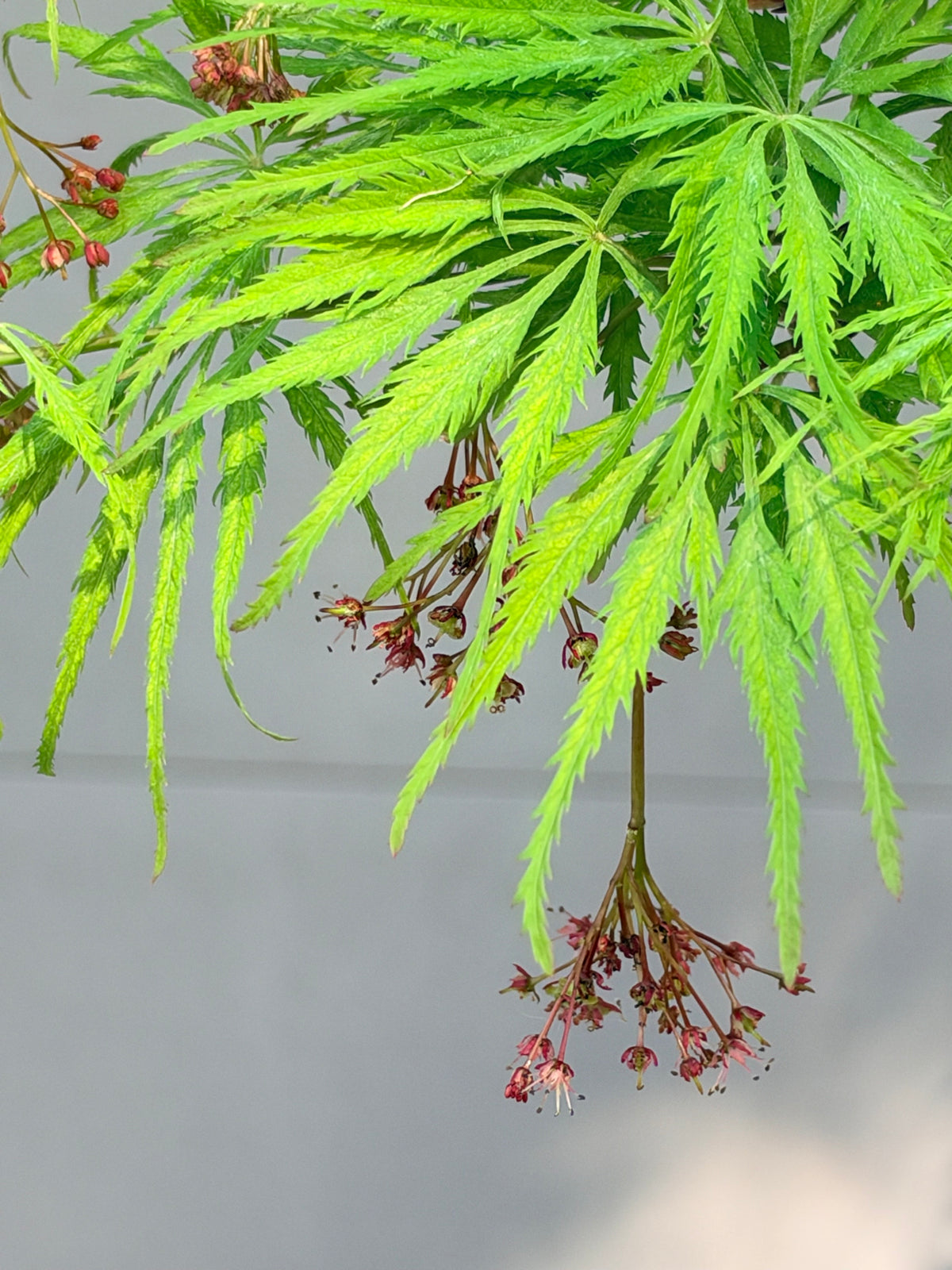 Acer palmatum dissectum Filigree