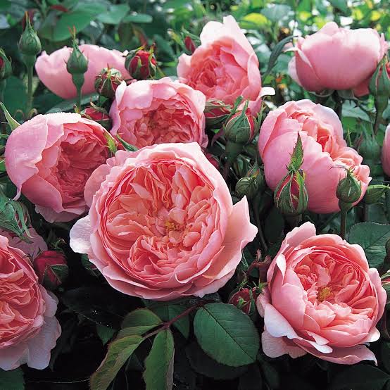 Rose The Alnwick Rose -Bare root