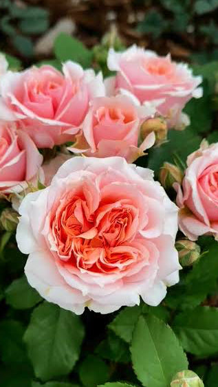 Rose Paul Bocuse -Bare Root