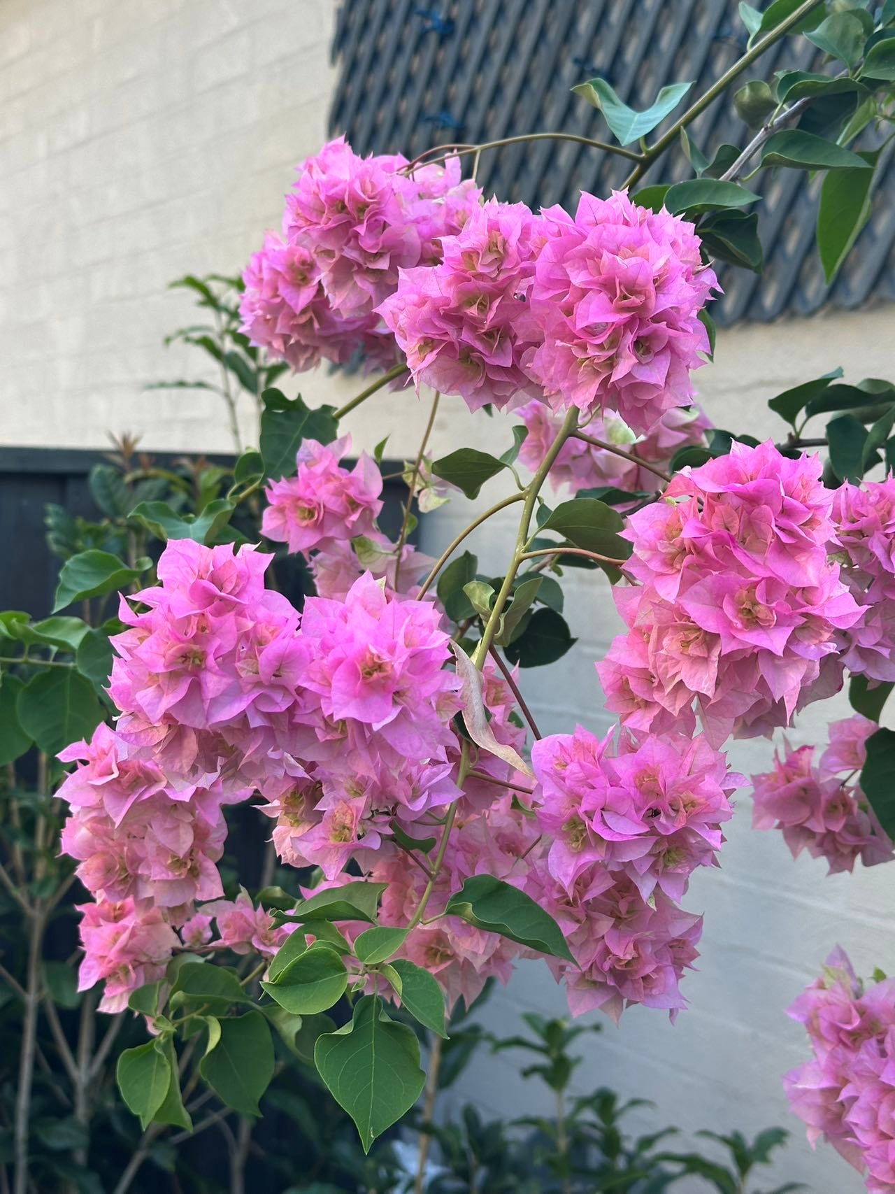Bougainvillea Double Light Pink