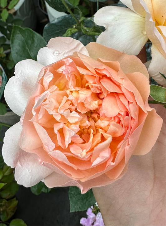 Rose Heaven on Earth