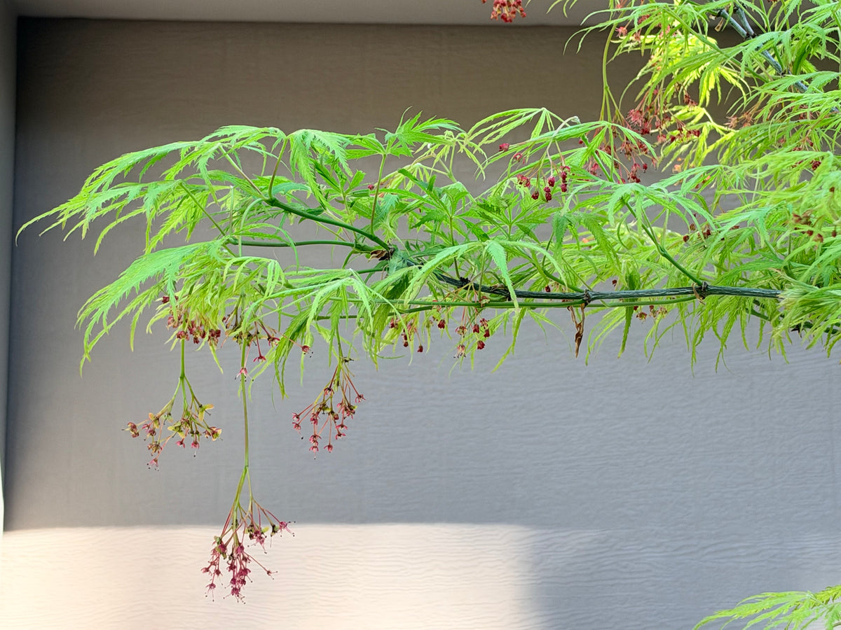 Acer palmatum dissectum Filigree