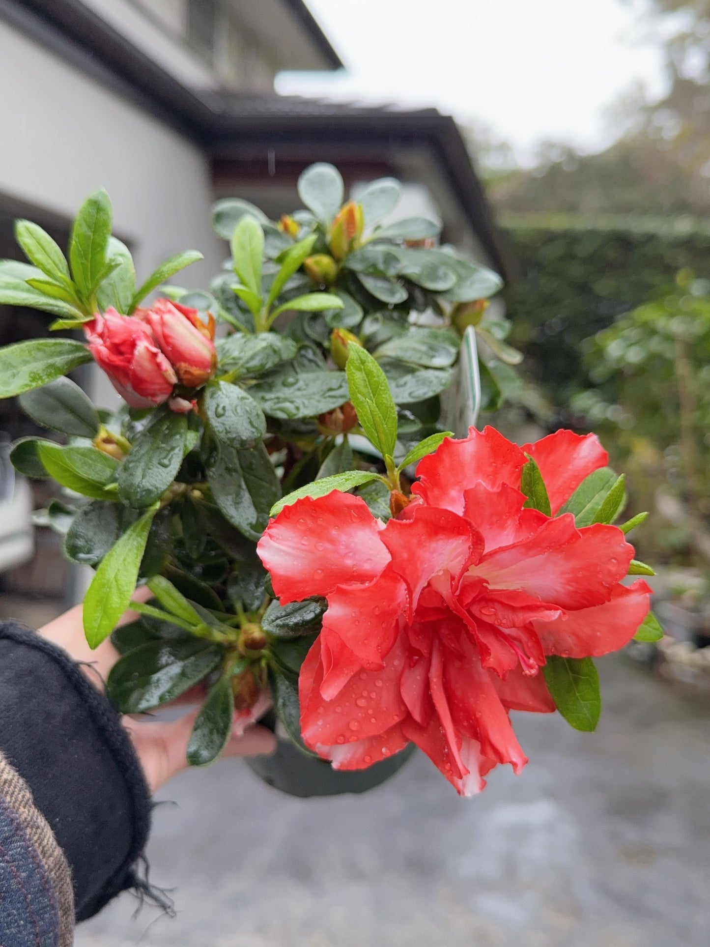 Azalea Southern Aurora