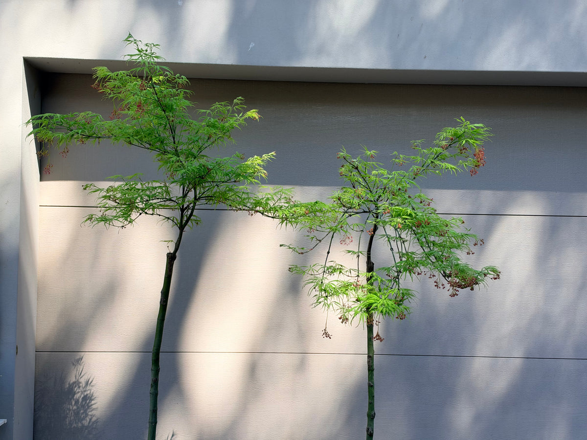 Acer palmatum dissectum Filigree