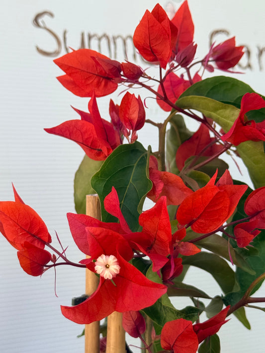 Bougainvillea Flame