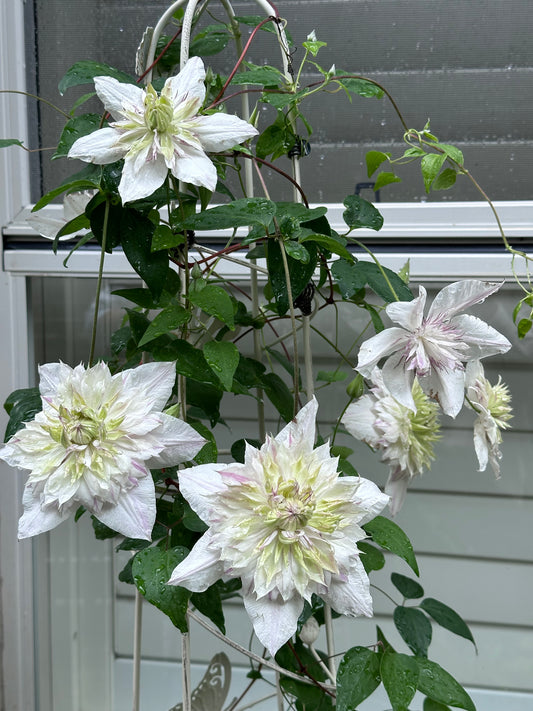 Clematis Shamshe