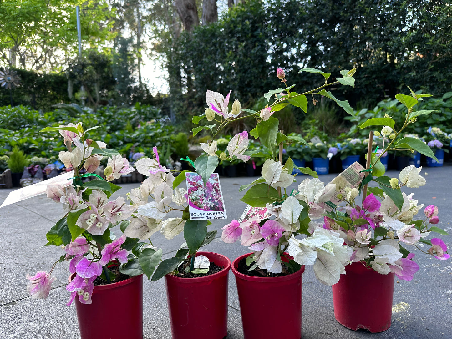 bougainvillea Ice Cream