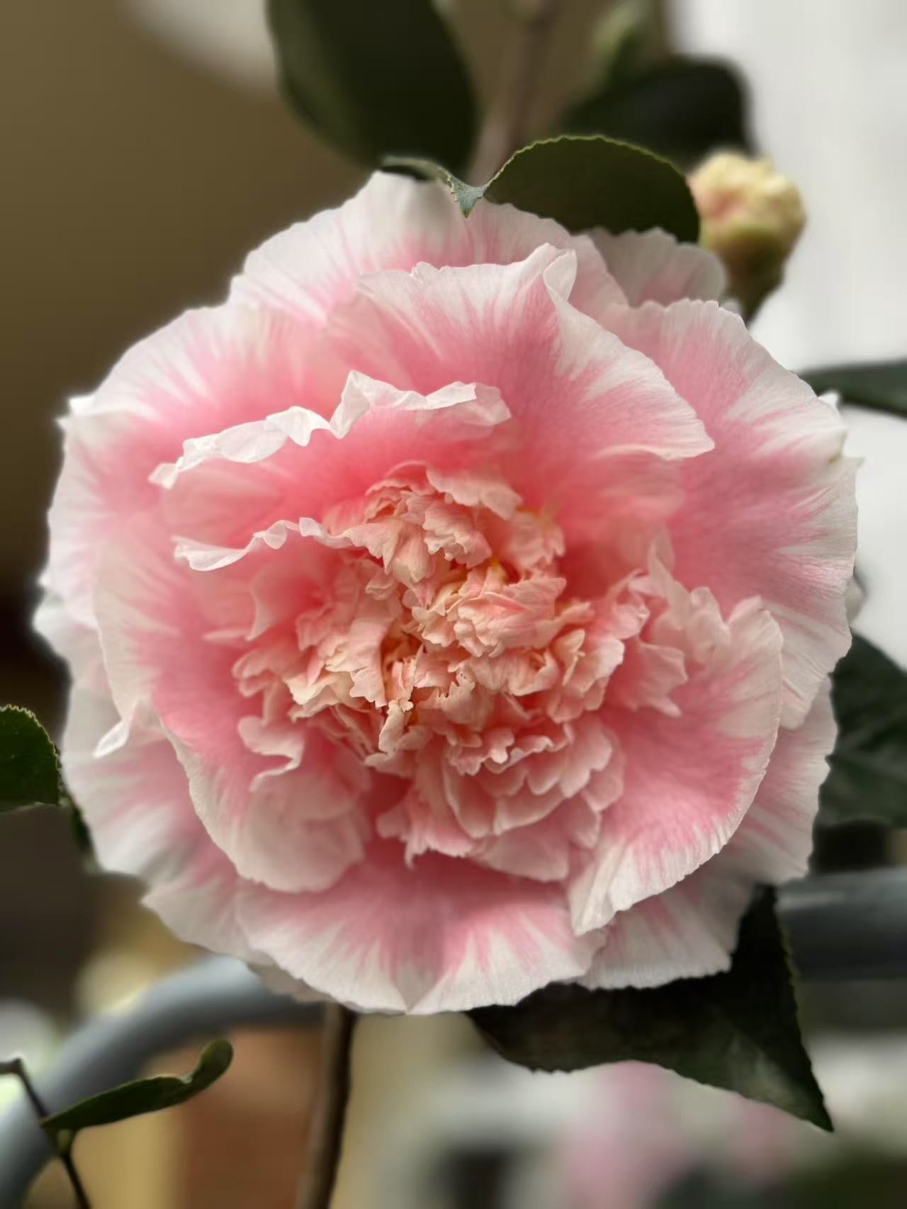 Camellia Elegans Splandor