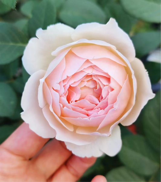 Rose Jude the Obscure