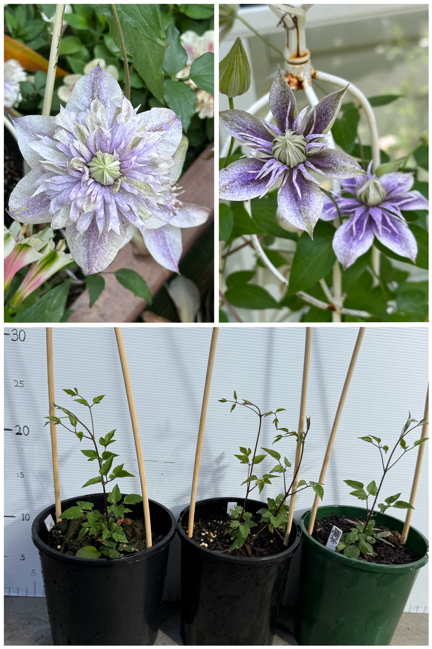 Clematis Minamonoyousei