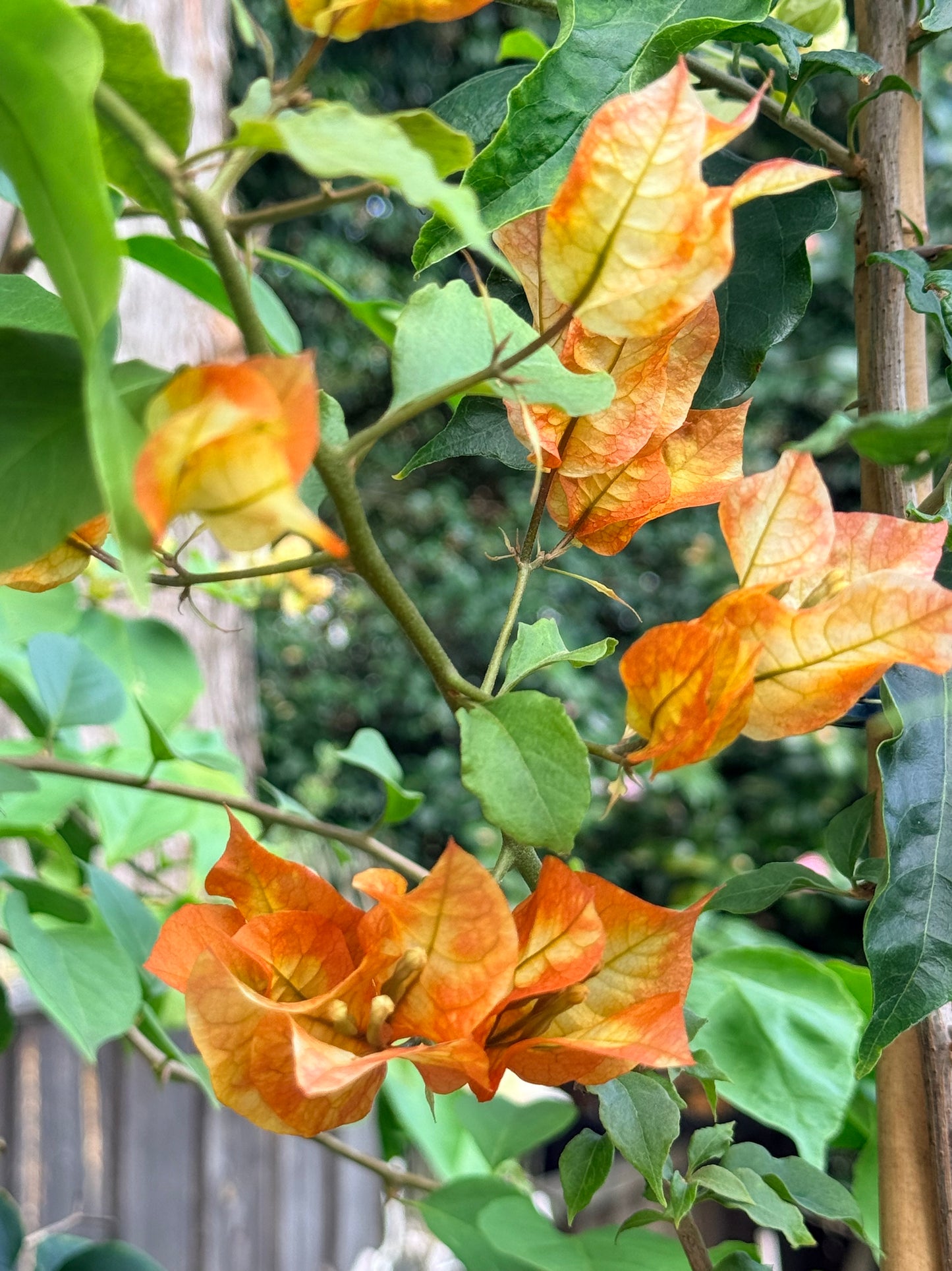 Bougainvillea Chitra Gold