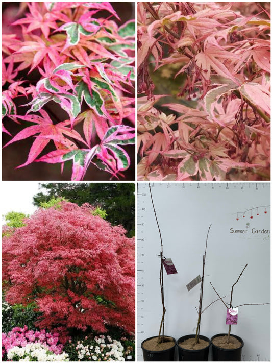 Acer palmatum Shirazz