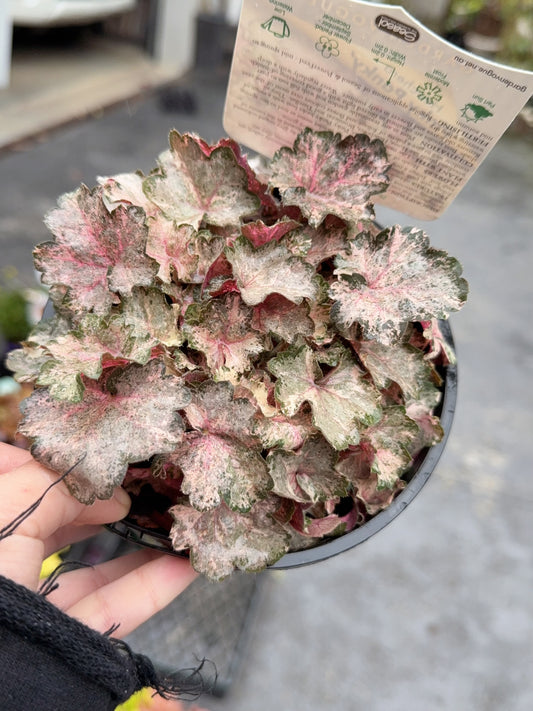 Heuchera Pinky Panky