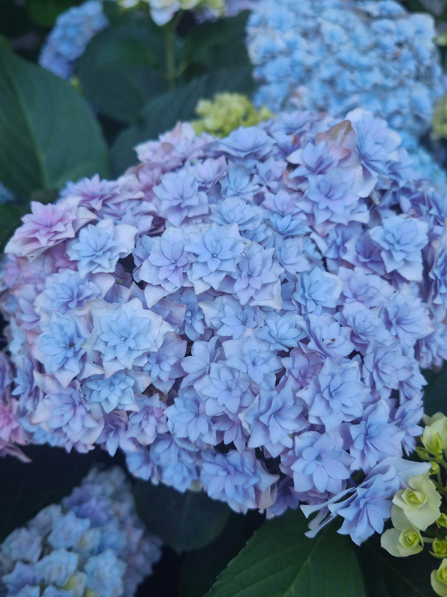 Hydrangea Galaxy