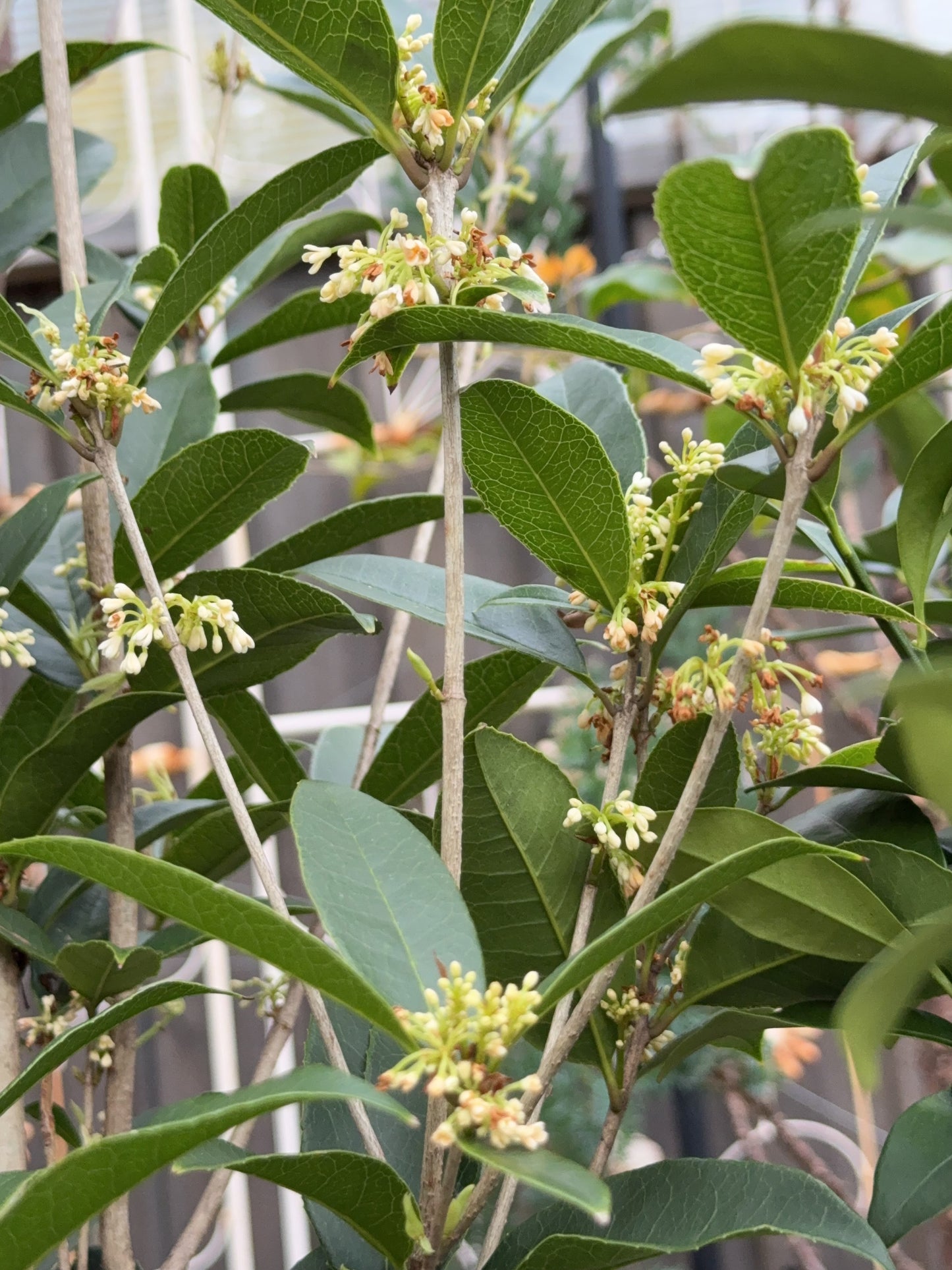 Osmanthus Fragrans