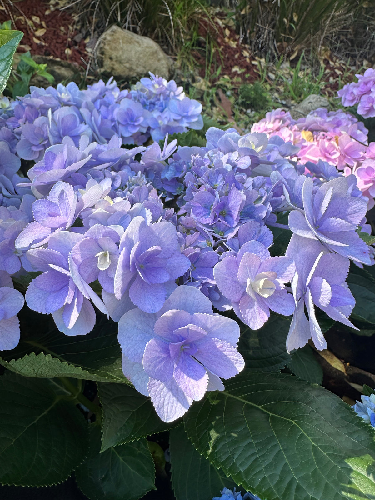 Hydrangea You & Me Forever