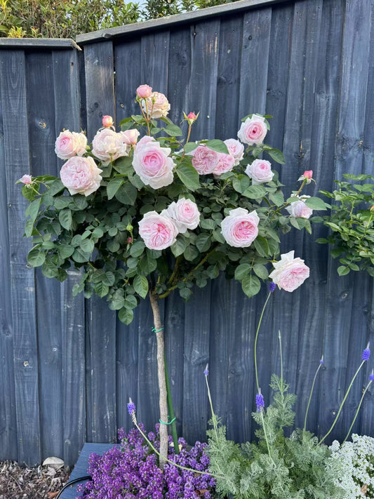 Standard Rose - Olivia