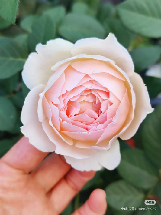 Rose Jude the Obscure