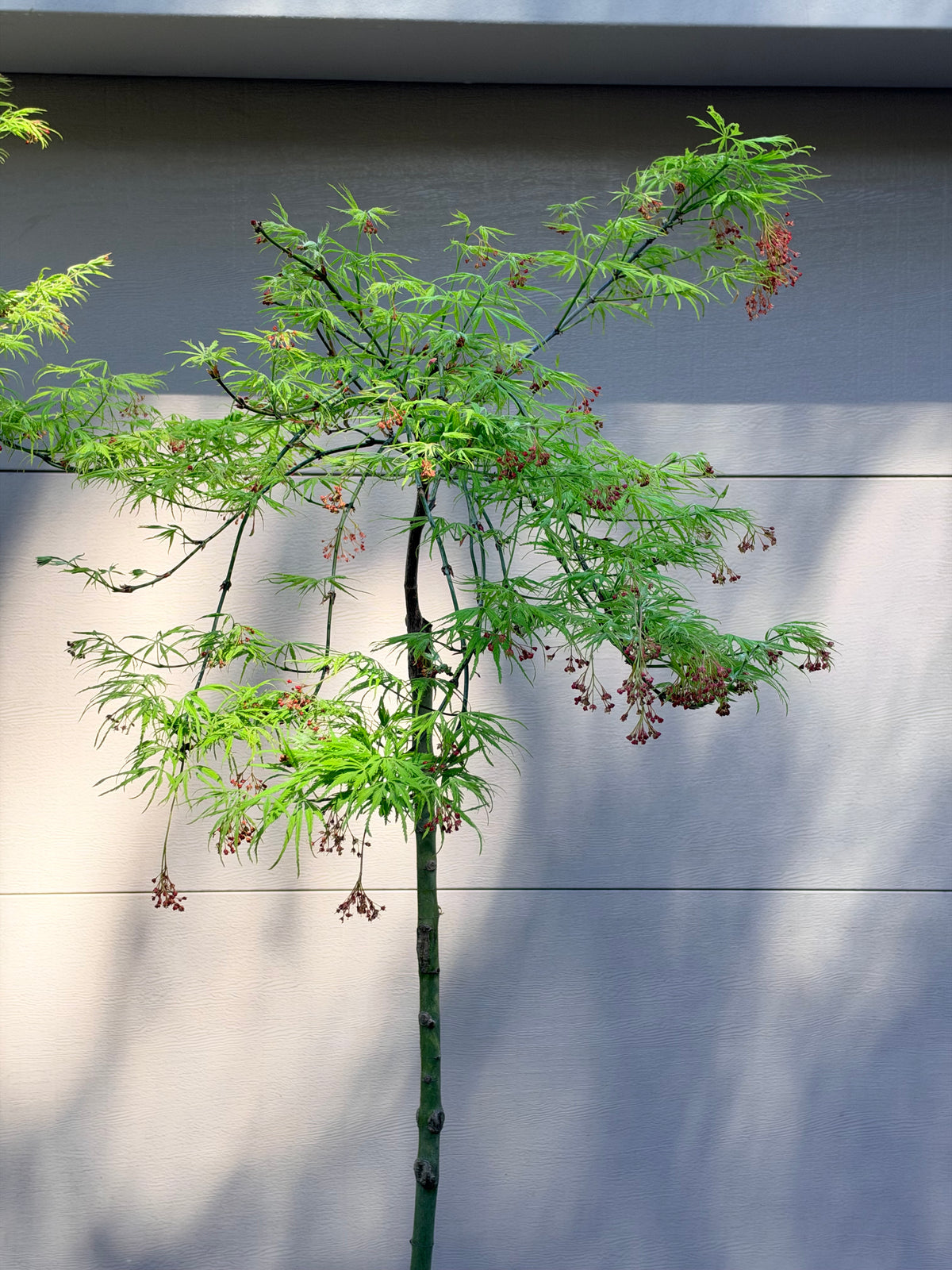 Acer palmatum dissectum Filigree