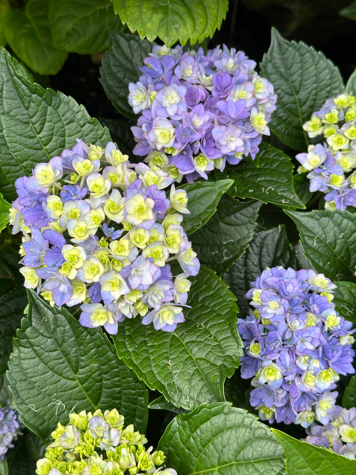 Hydrangea You & Me Desire