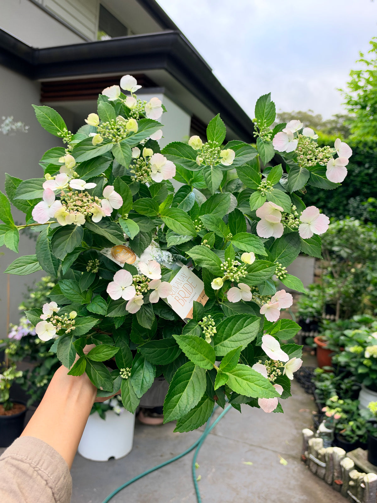 Hydrangea Runaway Bride