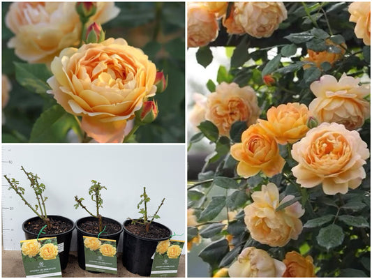 Rose Golden Celebration