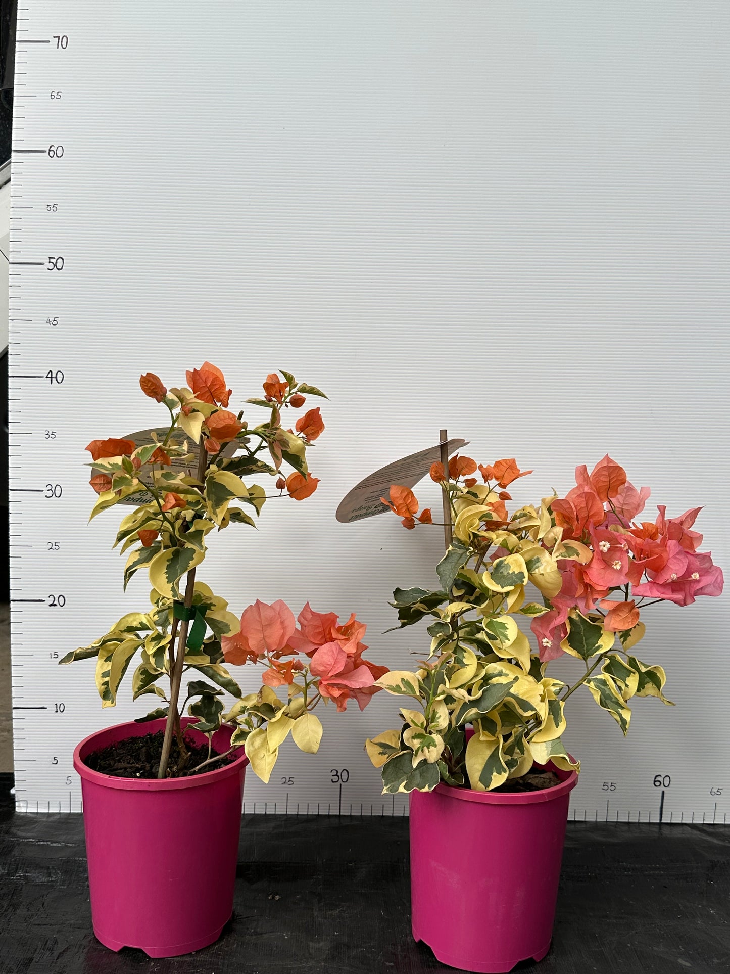 Bougainvillea Orange Ice