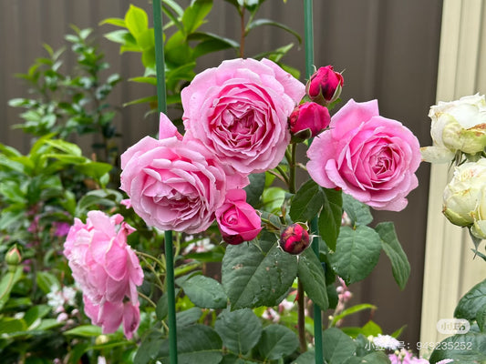 Rose Soeur Emanuelle