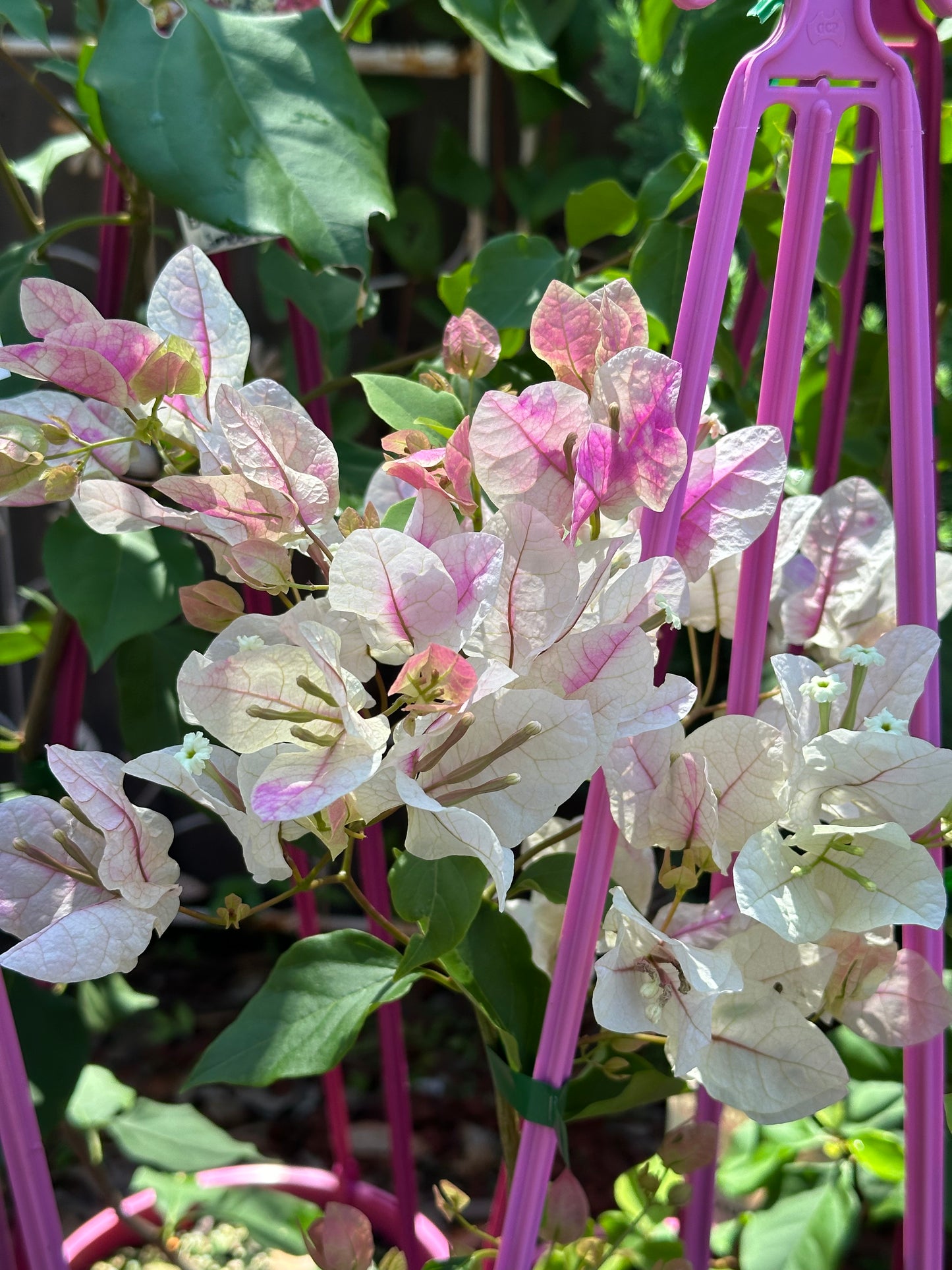 bougainvillea Ice Cream