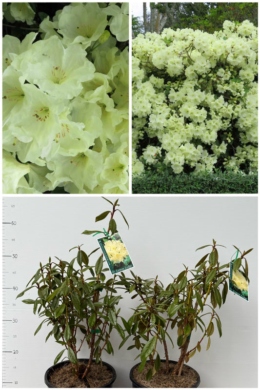 Rhododendron Lemon Lodge