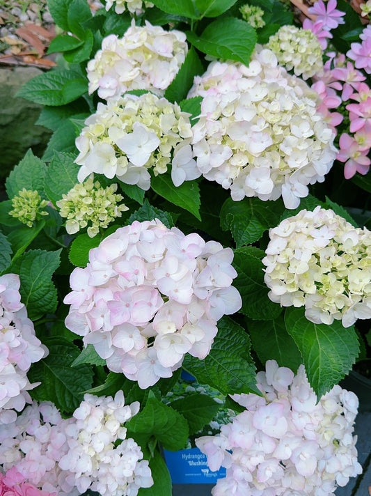 Hydrangea Endless Summer Blushing Bride
