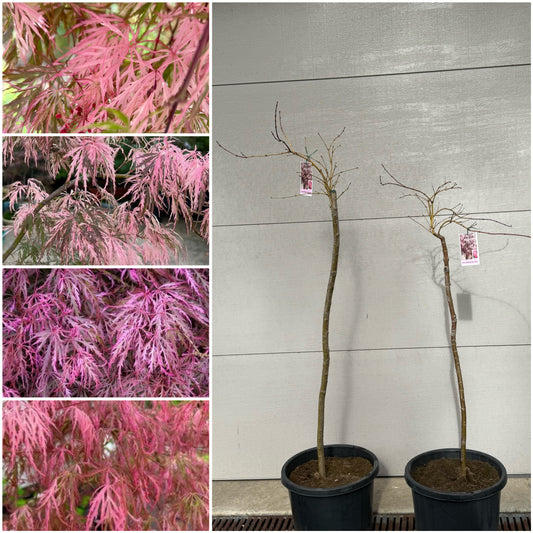 Acer palmatum dissectum Hana matoi