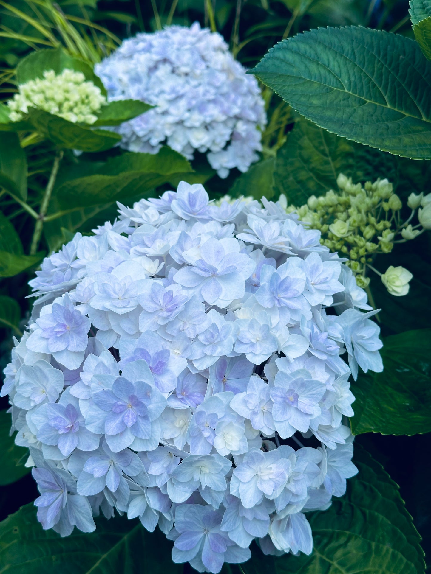 Hydrangea Peace