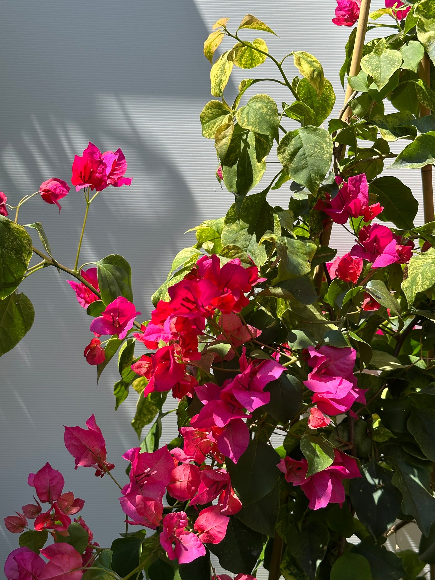 Bougainvillea Bilas