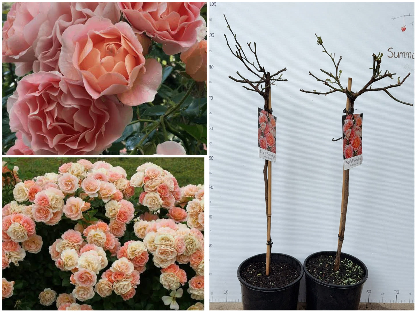 Standard Rose - Peach Profusion