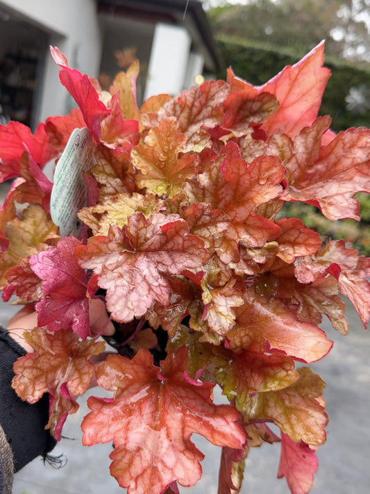 Heuchera Peach Flambe