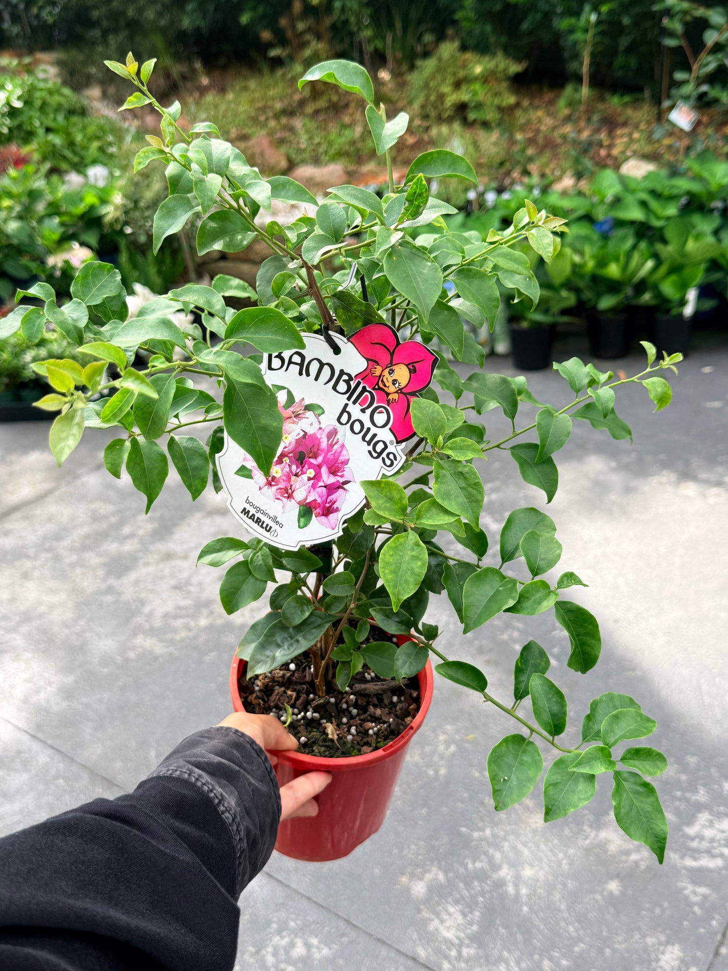 Bougainvillea Marlu