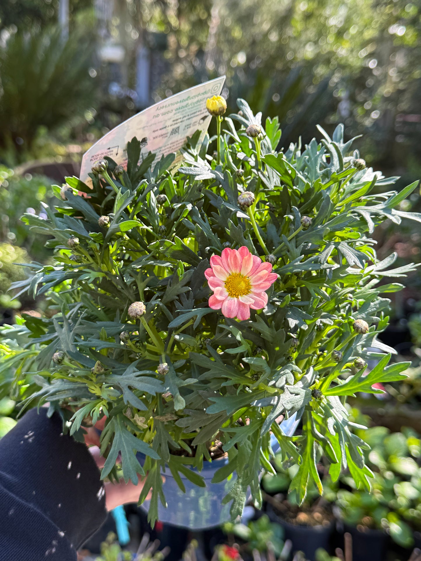 Argyranthemum Elite Sweets