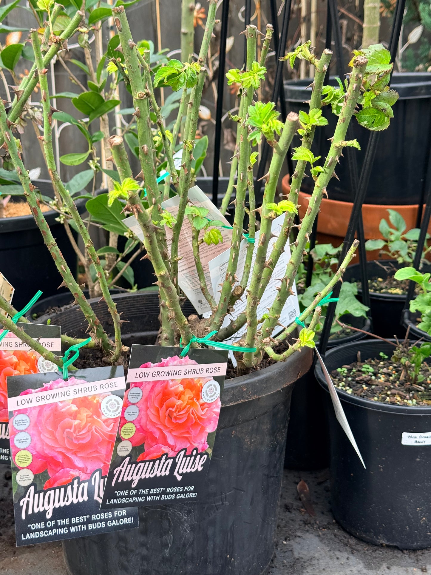 Rose Augusta Luise -Bare root