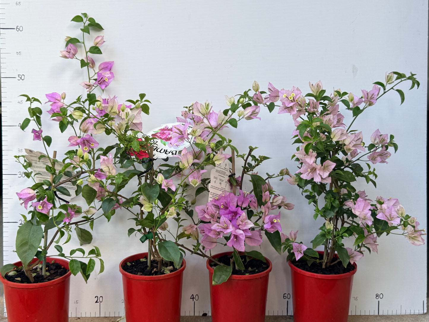 Bougainvillea Marlu