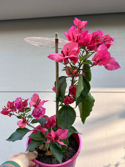 bougainvillea Salsa