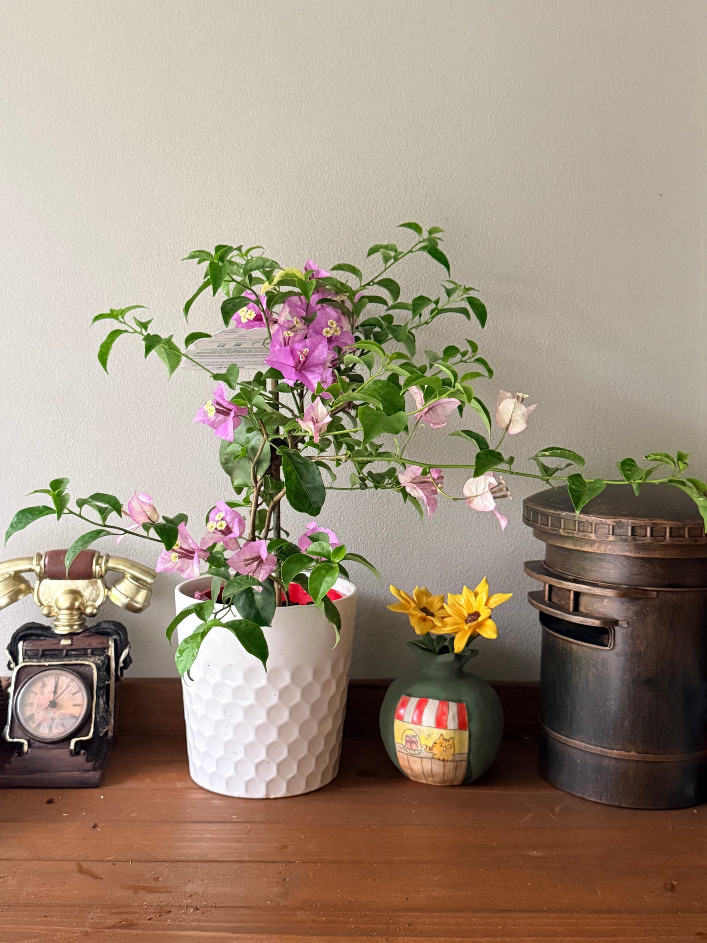 Bougainvillea Marlu